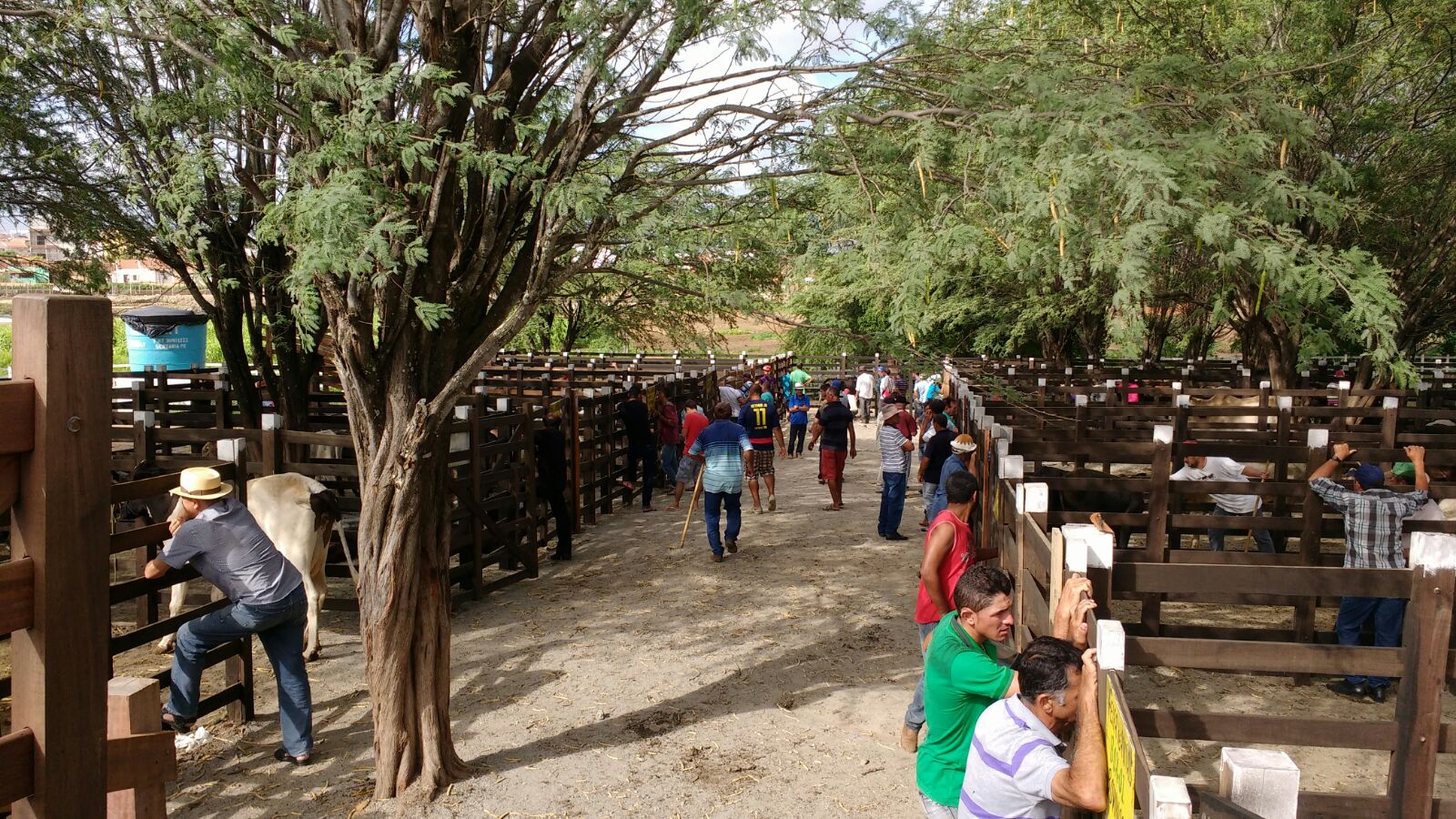 Decreto antecipa feira de gado e feira livre de Monteiro